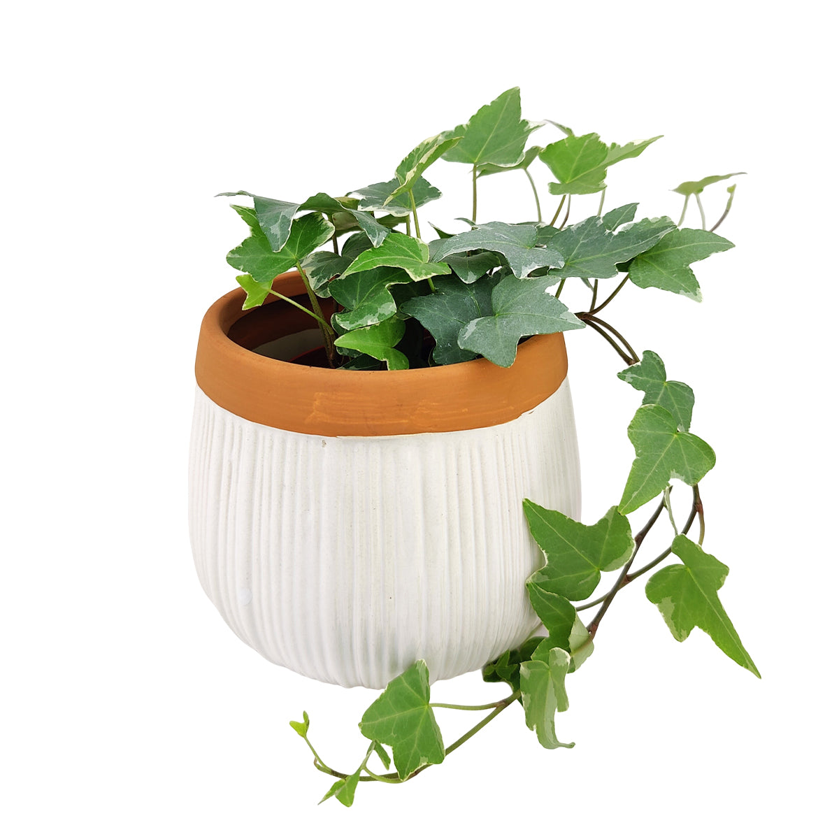 Decorative Flower Pot with Drainage Hole and Plug, Terracotta Ribbed Pot 6 inch for Succulent &amp; Houseplant, Vertical Rib White Terracotta Color Houseplant Pot