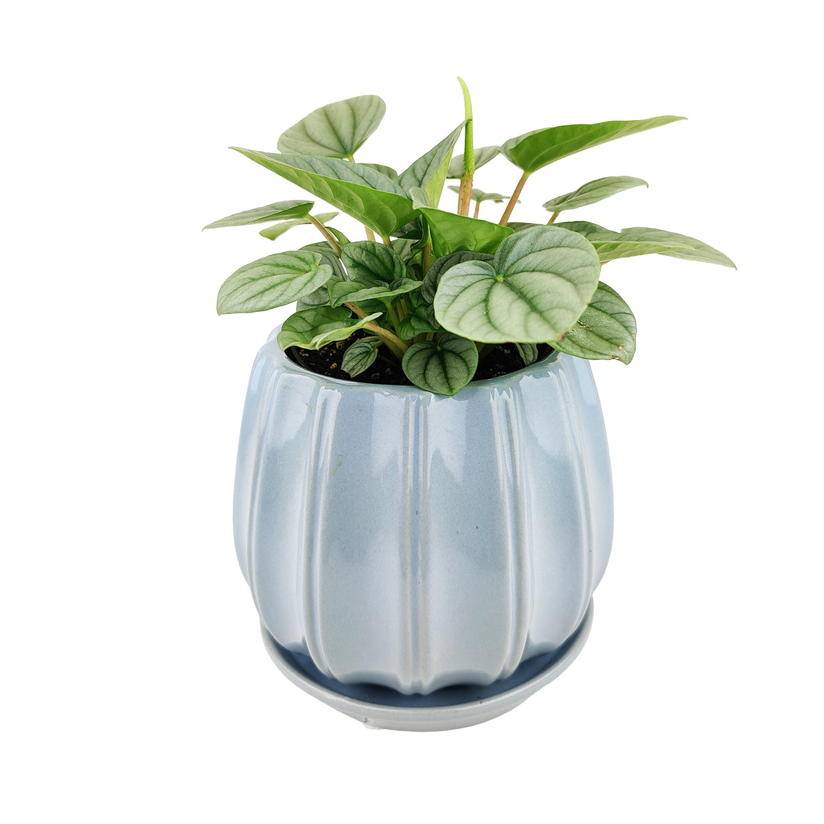 ceramic planter, large ceramic plant for indoor houseplant, glazed ceramic planter, ceramic planter with saucer, 6 inch planter, ceramic planter for home and office decor