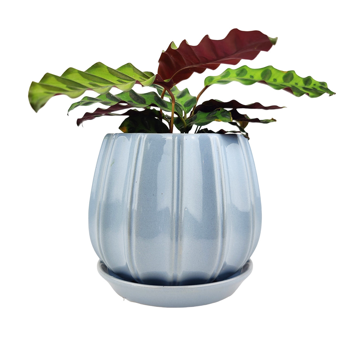 inch Blue Glazed Ceramic Contour Planter - Houseplant Pot for Sale - Succulents Box