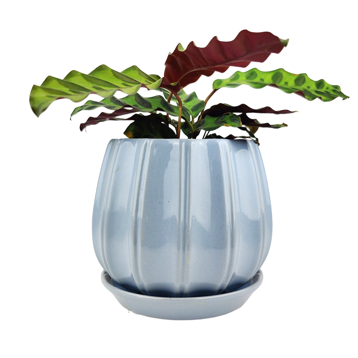 glazed ceramic plant pot 6 inch Blue Glazed Ceramic Contour Planter