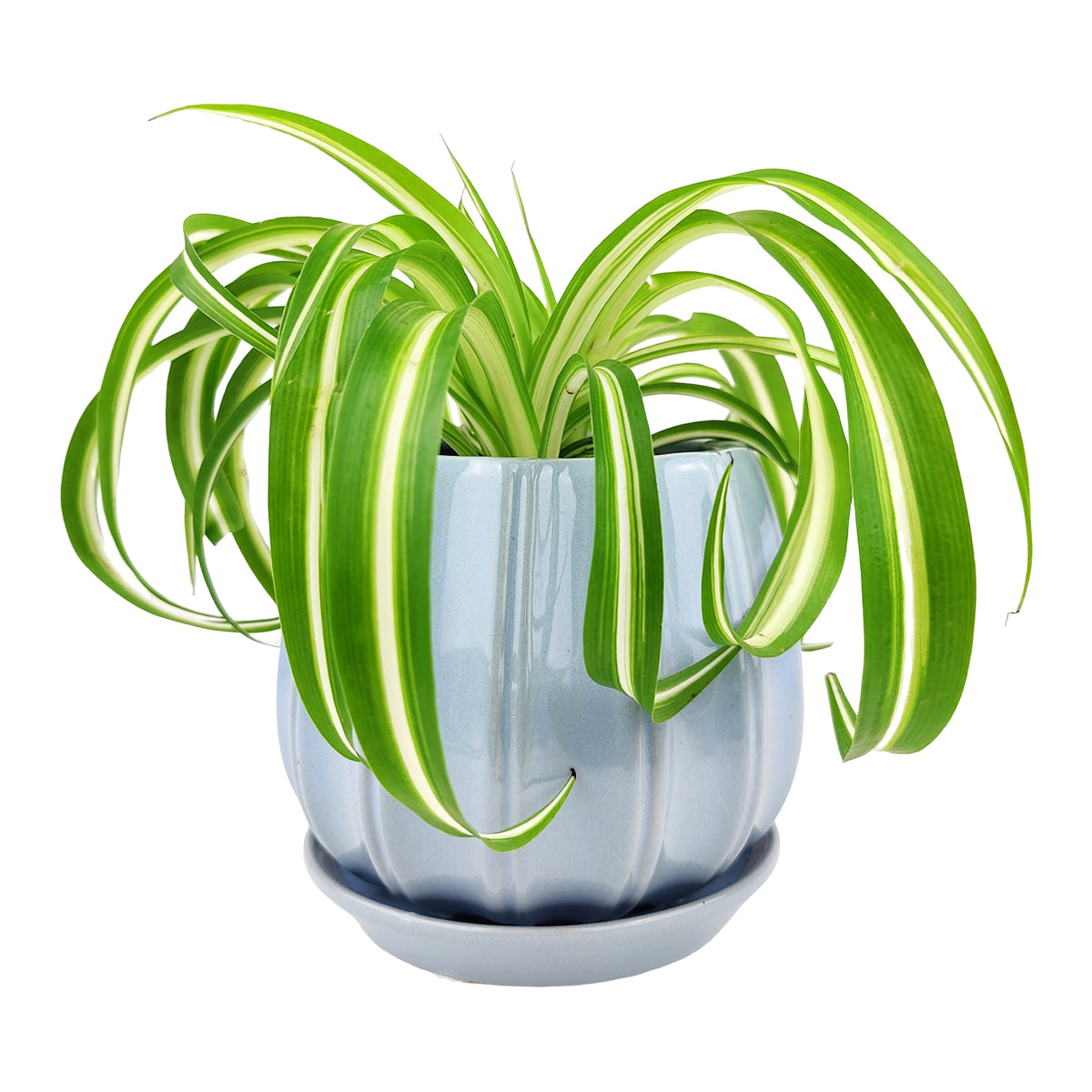 6 inch indoor planter 6 inch Blue Glazed Ceramic Contour Planter - Houseplant Pot for Sale