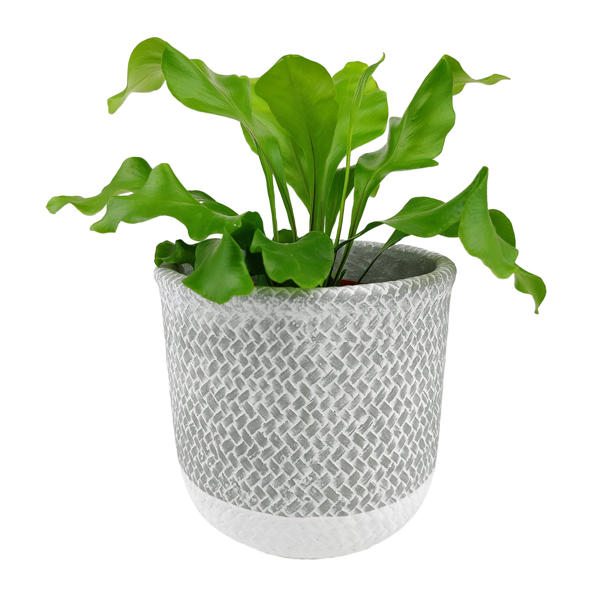 6 inch planter, houseplant pot, round cement plant pot, basket design planter, large planter for houseplants, buy houseplant pot near me, hand-crafted plant pot