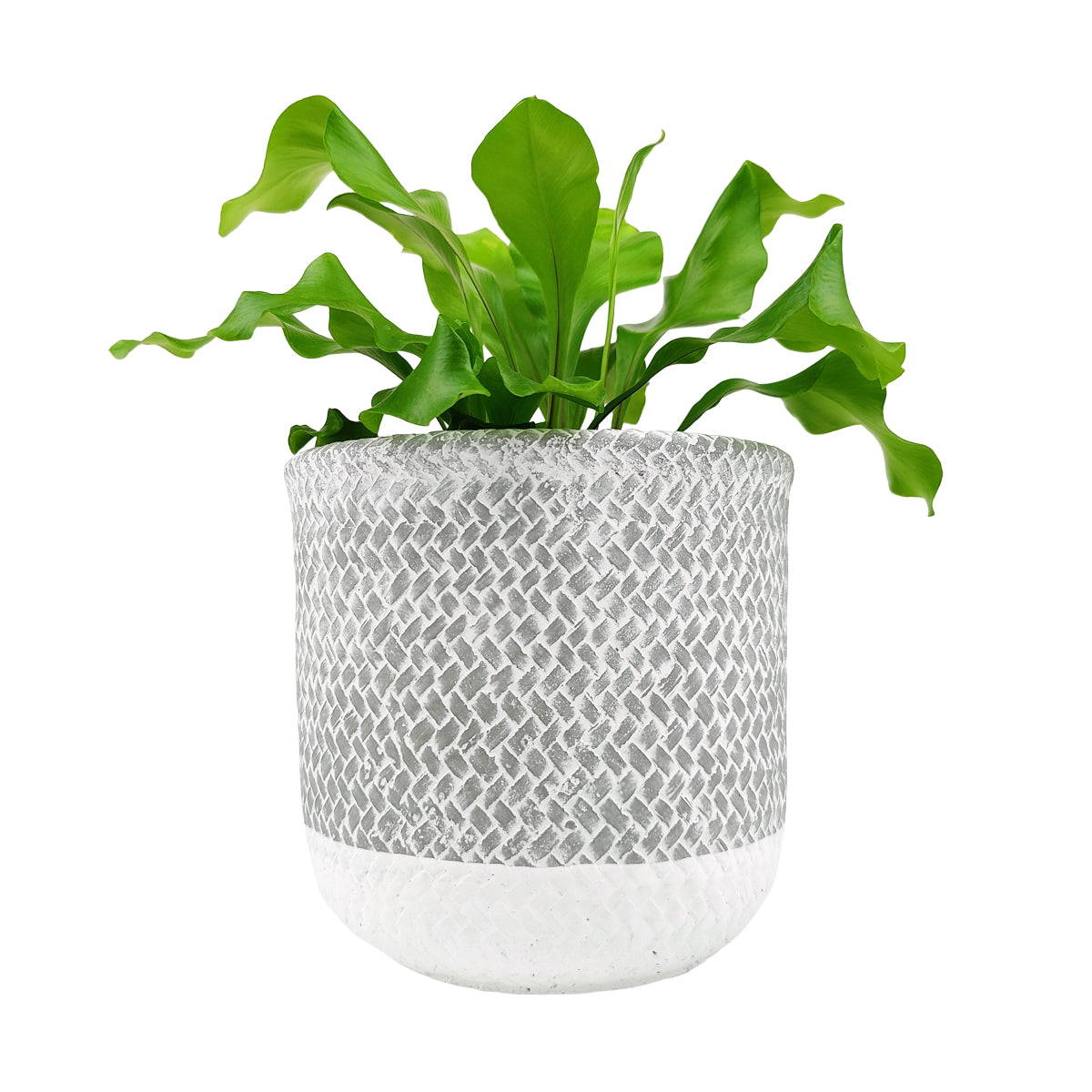 large plant pot with drainage 6 inch Reed Grey Round Cement Planter - Plant Pot with Drainage Hole
