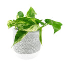 6 inch planter, houseplant pot, round cement plant pot, basket design planter, large planter for houseplants, buy houseplant pot near me, houseplant pot for home decor