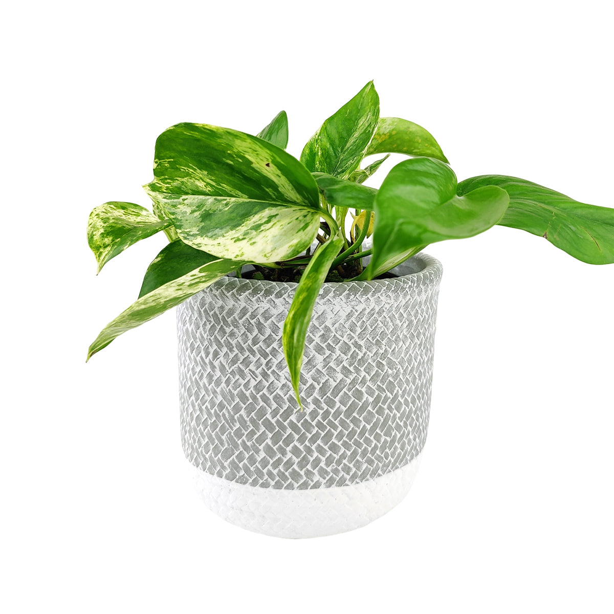 6 inch planter, houseplant pot, round cement plant pot, basket design planter, large planter for houseplants, buy houseplant pot near me, houseplant pot with drainage hole