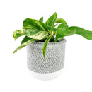 6 inch planter, houseplant pot, round cement plant pot, basket design planter, large planter for houseplants, buy houseplant pot near me, houseplant pot for home decor