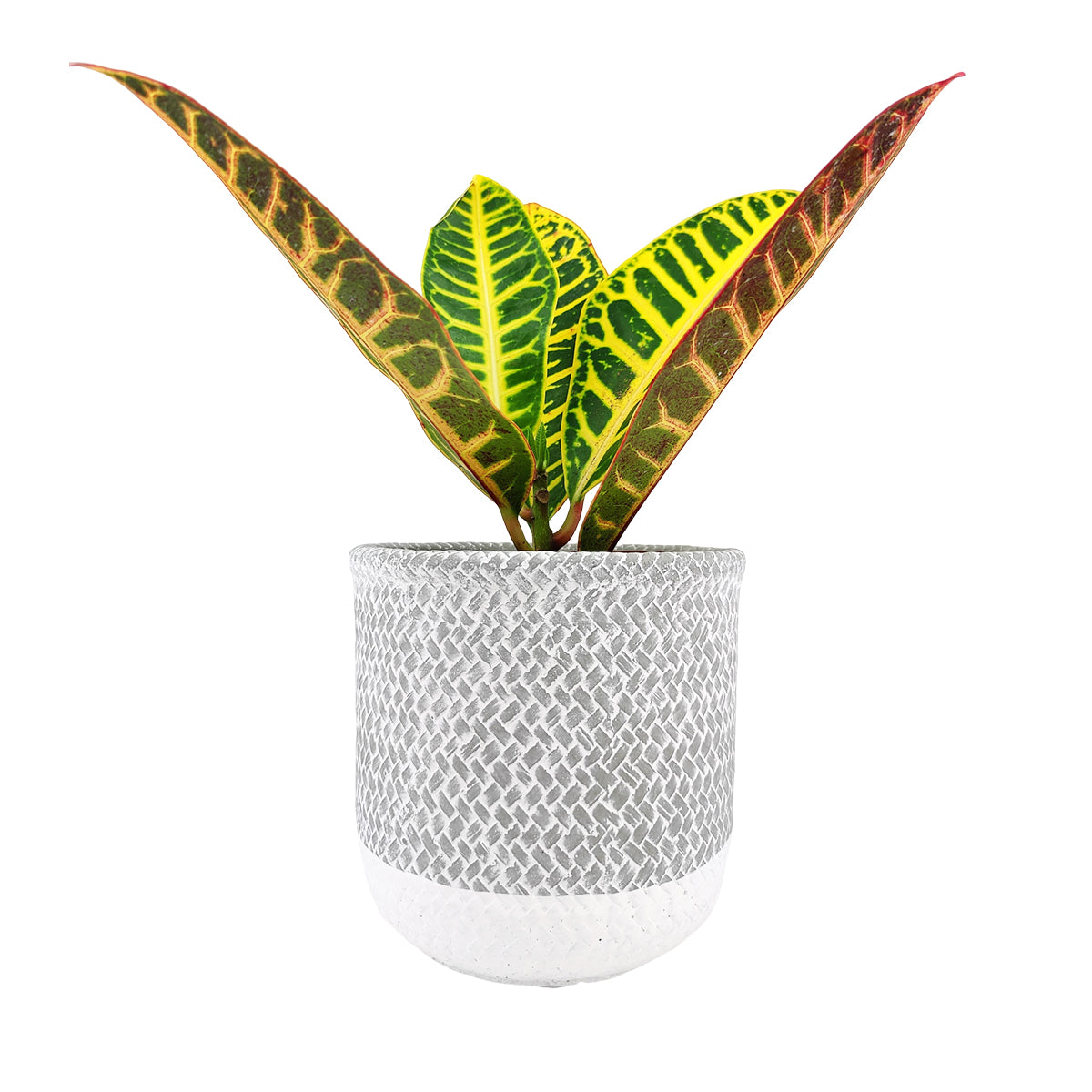 cement indoor plant pots 6 inch Reed Grey Round Cement Planter - Plant Pot with Drainage Hole
