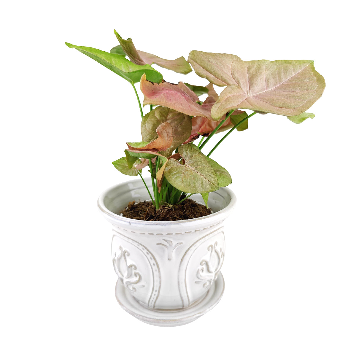 ceramic planter, classic pattern planter, white ceramic planter, 6 inch ceramic planter, classic ornate ceramic planter, houseplant pot, buy houseplant pot online