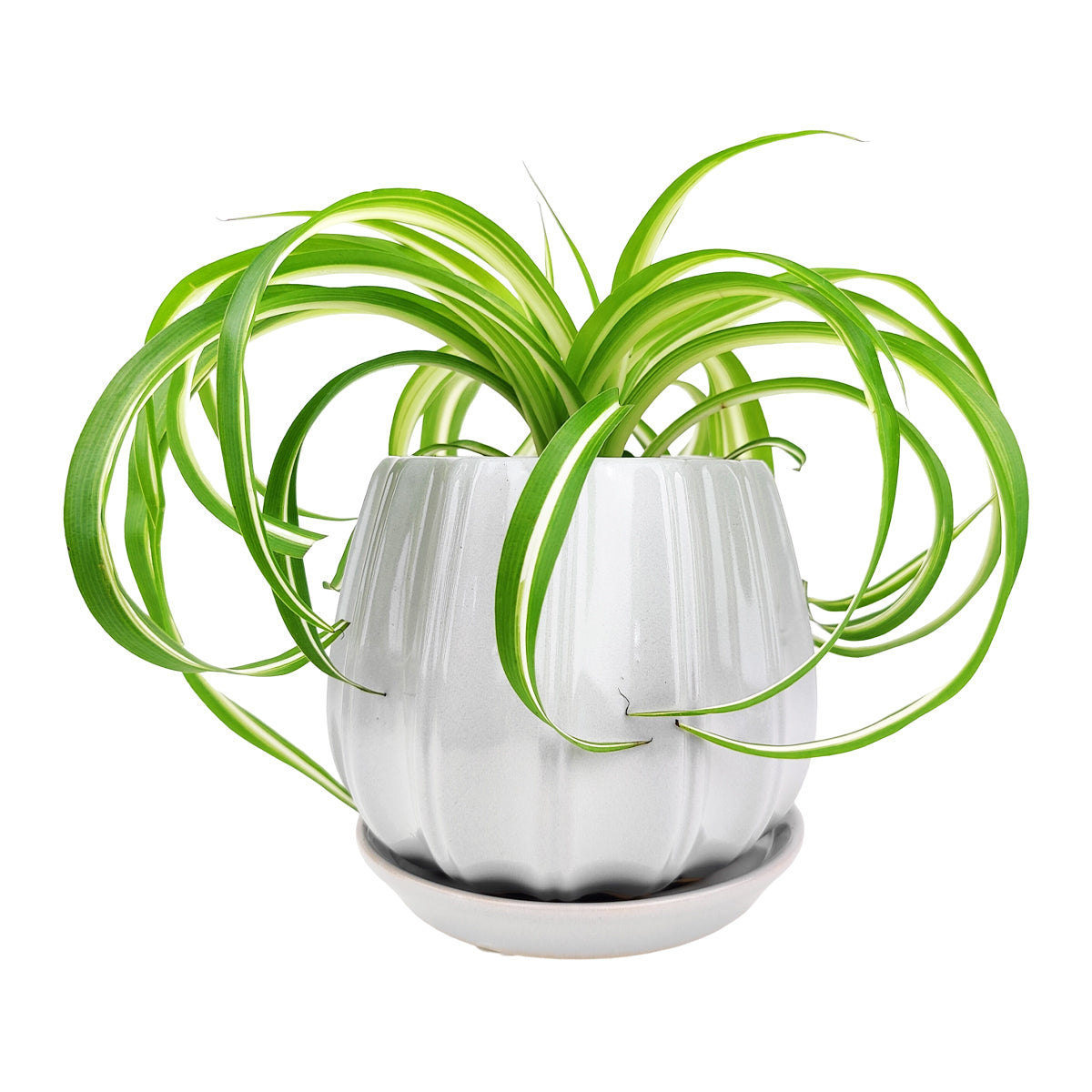 ceramic contour planter, glazed ceramic planter, large ceramic planter for houseplants, large plant pot for indoor houseplant, grey ceramic planter, pumpkin shape planter