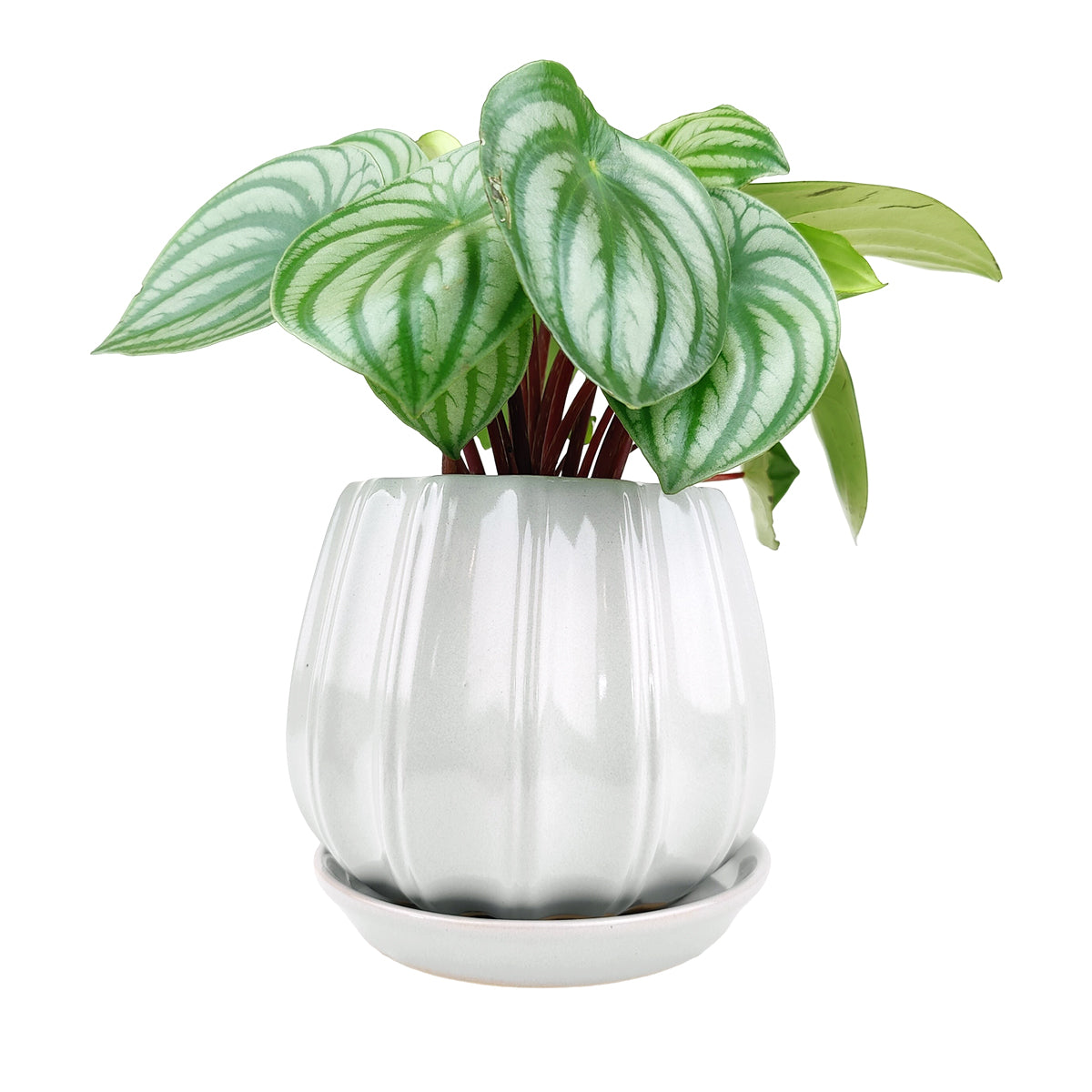 ceramic contour planter, glazed ceramic planter, large ceramic planter for houseplants, large plant pot for indoor houseplant, grey ceramic planter