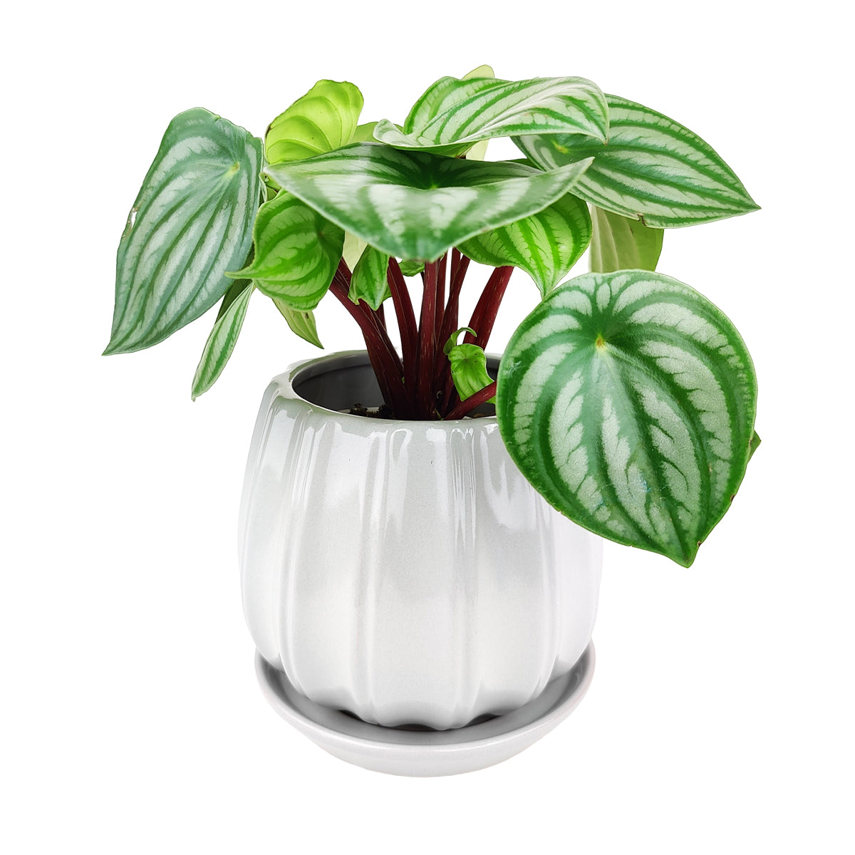 ceramic contour planter, glazed ceramic planter, large ceramic planter for houseplants, large plant pot for indoor houseplant, grey ceramic planter, buy plant pot for houseplant