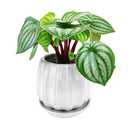 ceramic contour planter, glazed ceramic planter, large ceramic planter for houseplants, large plant pot for indoor houseplant, grey ceramic planter, modern planter for home and office decor