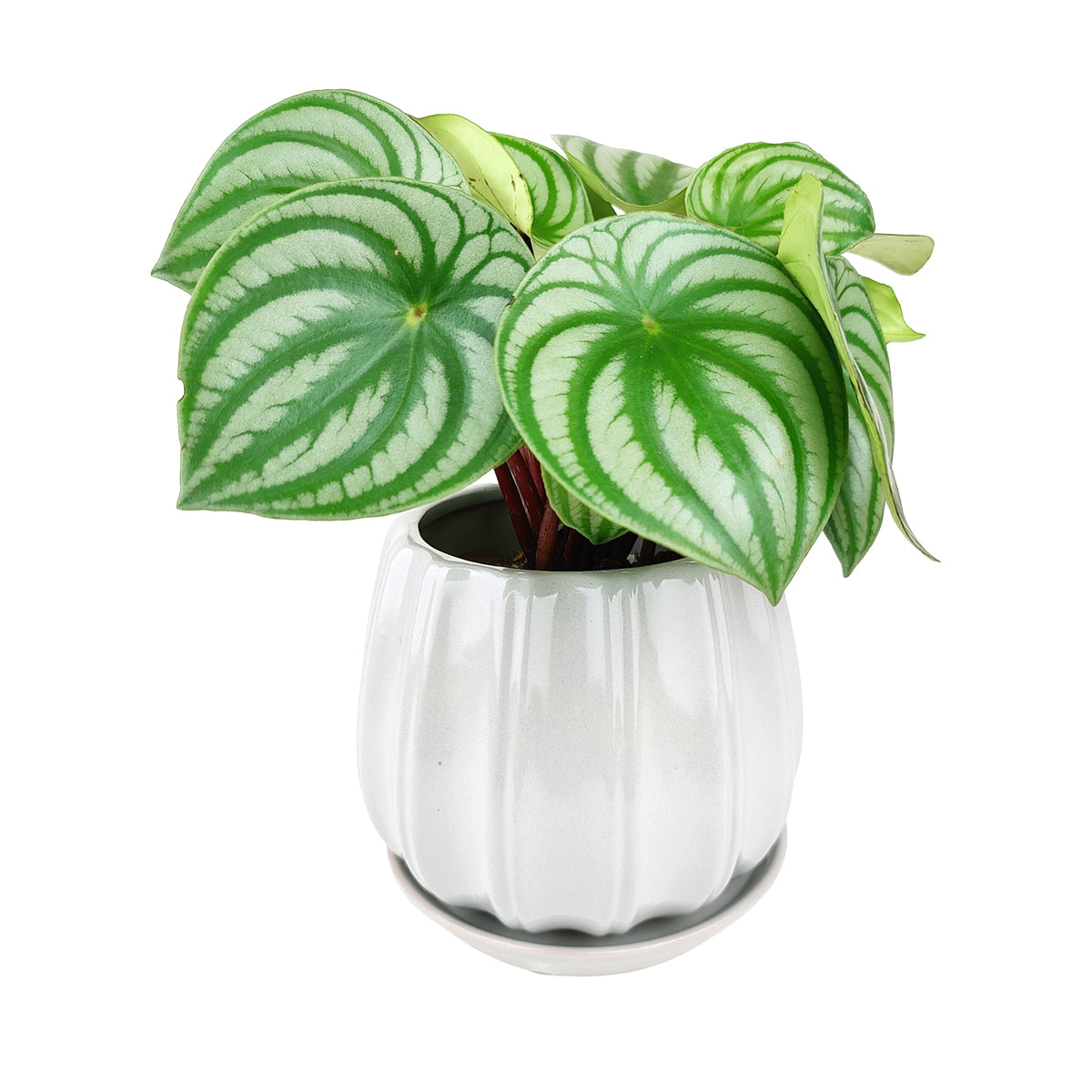 ceramic contour planter, glazed ceramic planter, large ceramic planter for houseplants, large plant pot for indoor houseplant, grey ceramic planter, modern planter for home and office decor