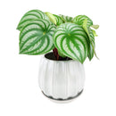 ceramic contour planter, glazed ceramic planter, large ceramic planter for houseplants, large plant pot for indoor houseplant, grey ceramic planter, modern planter for home and office decor