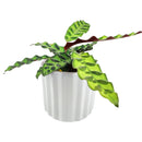 5&quot; Vertical Ridge Pattern Round Ceramic Flower Pot for Home Office Decor, 5&quot; White Vertical Stripes Ceramic Cylinder Houseplant Pot, Decorative Ceramic Flower Pot 5 inch Size, 5 inch Glazed Ceramic Planter with Drainage Hole for Succulent and Houseplant