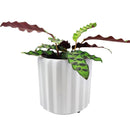 5&quot; Vertical Ridge Pattern Round Ceramic Flower Pot for Home Office Decor, 5&quot; White Vertical Stripes Ceramic Cylinder Houseplant Pot, Decorative Ceramic Flower Pot 5 inch Size, 5 inch Glazed Ceramic Planter with Drainage Hole for Succulent and Houseplant