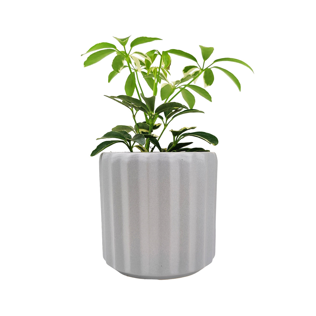 5 inch Glazed Ceramic Planter with Drainage Hole for Succulent and Houseplant, 5&quot; White Vertical Stripes Ceramic Cylinder Houseplant Pot, Decorative Ceramic Flower Pot 5 inch Size