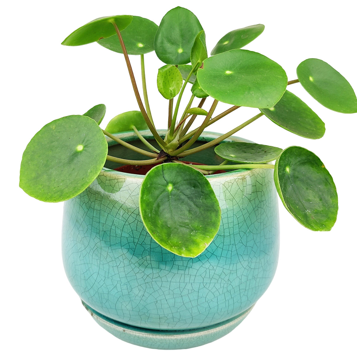 planter with drainage hole and saucer 6 inch Blue Geo Ceramic Planter with Drainage Hole & Saucer for Sale