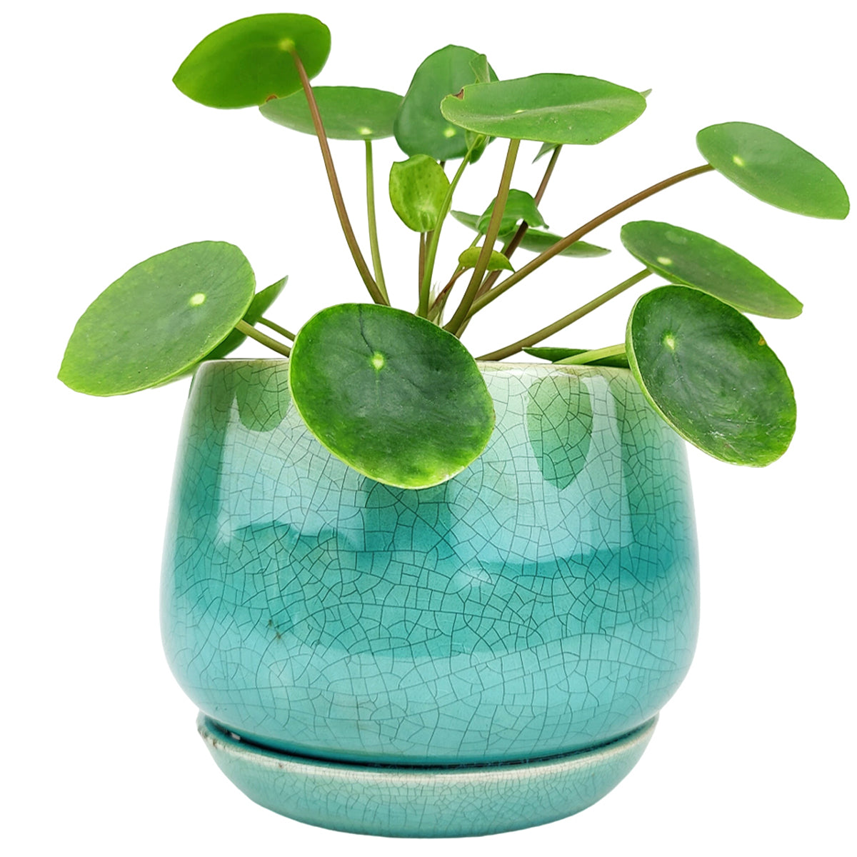 6 inch Aqua Blue Geo Ceramic Planter &amp; Attached Saucer for sale, Buy Houseplant Pot Online, 6 inch ceramic pot for succulents and flowers