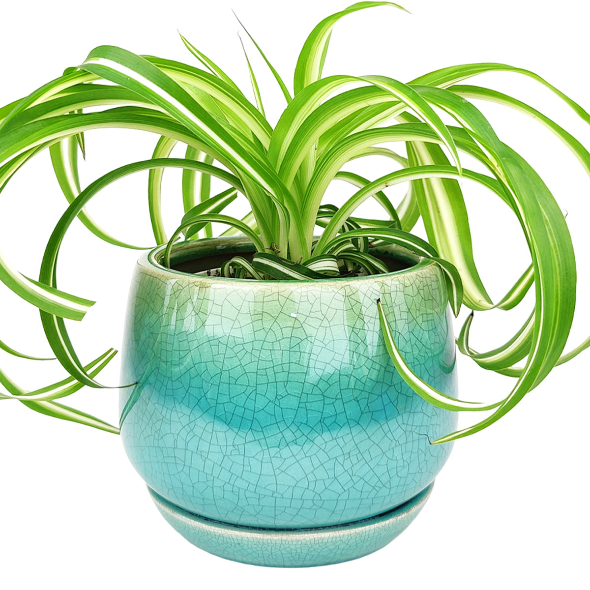 indoor ceramic plant pots with saucers 6 inch Aqua Blue Geo Ceramic Planter & Attached Saucer