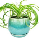 6 inch blue ceramic plant pot for sale, Succulent pot gift ideas, Decorative pot for houseplants