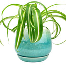 6 inch blue ceramic plant pot for sale, Succulent pot gift ideas, Decorative pot for houseplants