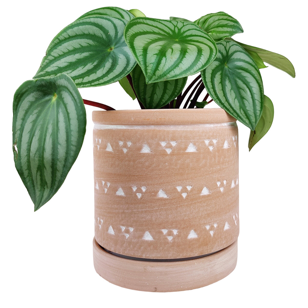 6&quot; Triangle Pattern Flower Pot with Drainage Hole, 6 inch Cylindrical Terracotta Pot with Coaster for Succulent and Houseplant, Terracotta Pottery Succulent Planter for Sale
