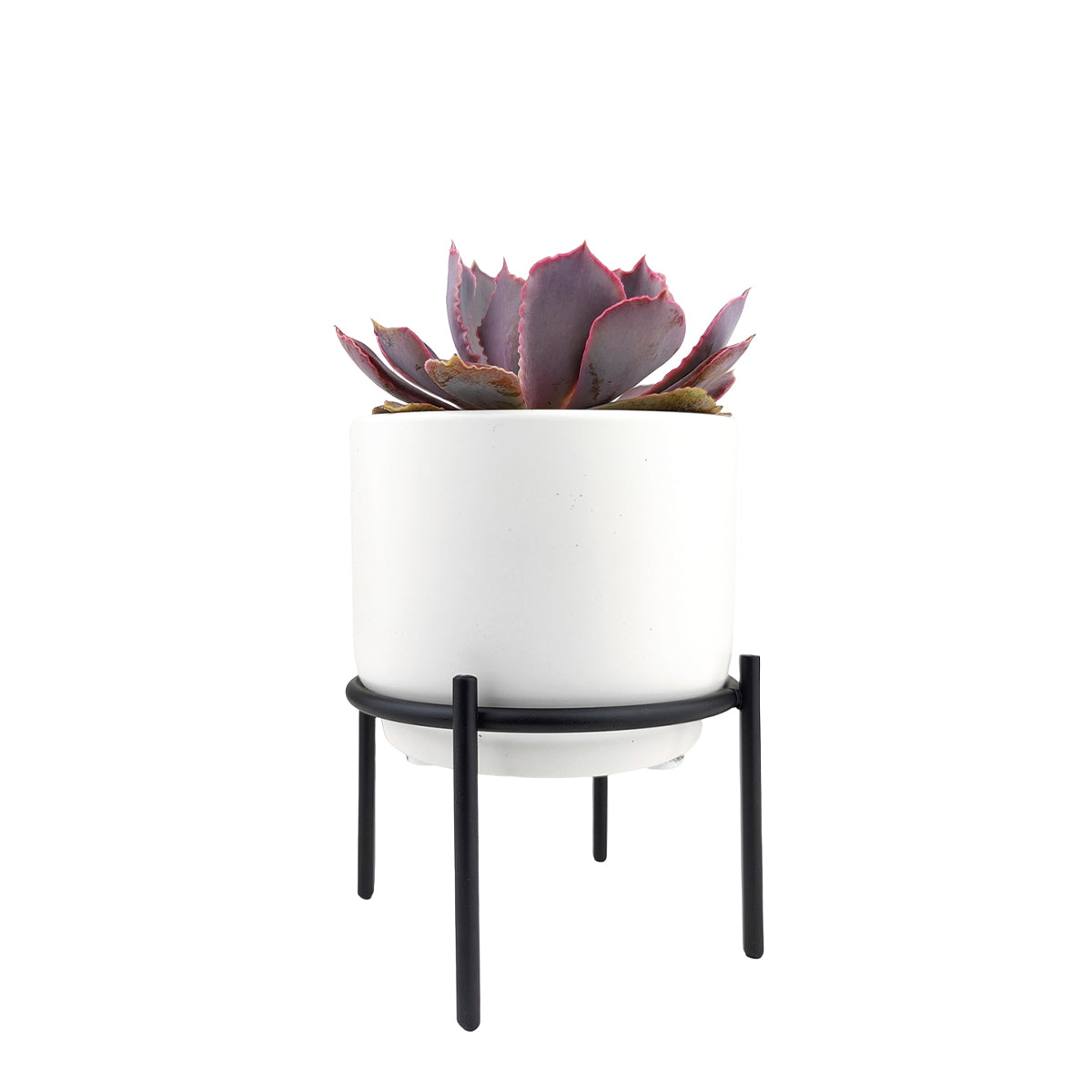 4 inch White Ceramic Planter with Stand for Succulent &amp; Houseplant, White Planter with Stand for Sale, Buy 4 inch White Ceramic Pot with Black Metal Stand for Indoor Corner and Outdoor Plants