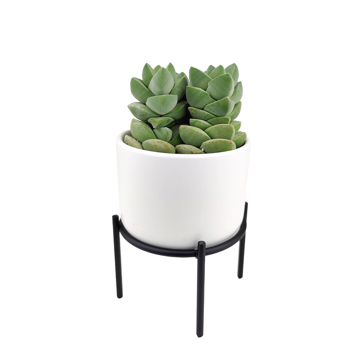 Buy 4 inch White Ceramic Pot with Black Metal Stand for Indoor Corner and Outdoor Plants, White Ceramic Round Shaped Indoor Planter with Metal Stand, White Ceramic Decor Ideas