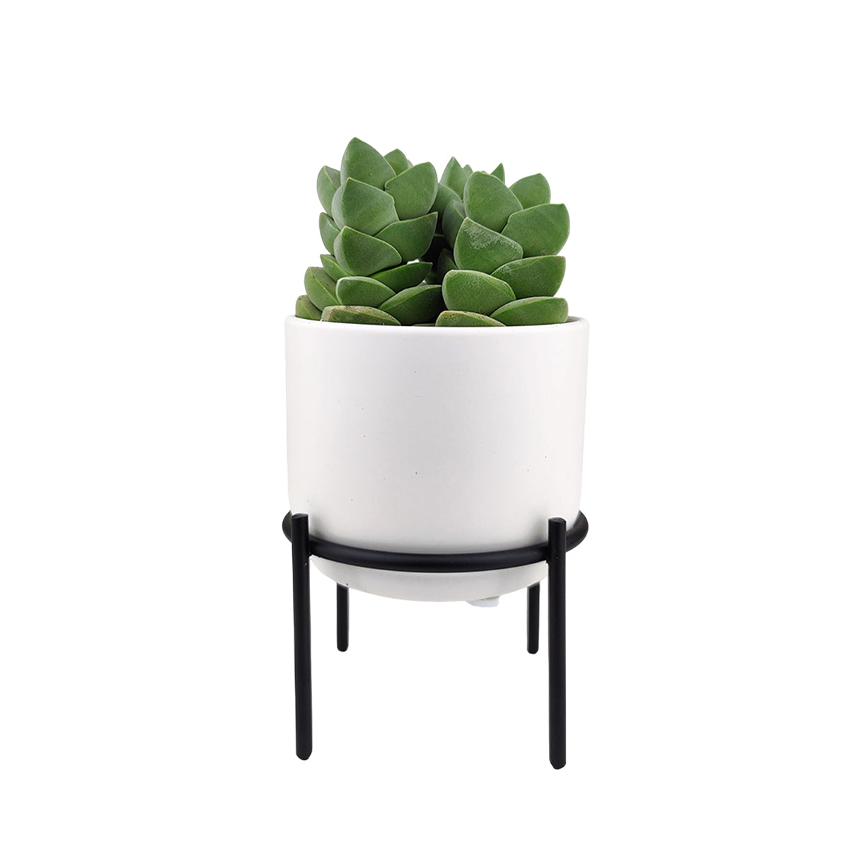 White Ceramic Decor Ideas, Black Metal Plant Stand with White Pot for Succulent Houseplant and Flower, Buy 4&quot; Flower Pot with Metal Stand Online , 4 inch White Ceramic Planter with Stand for Succulent &amp; Houseplant