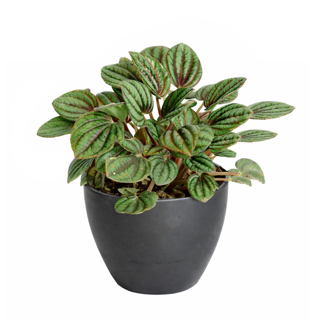 Peperomia Piccolo Banda, Peperomia Piccolo Albovittata, small houseplant for working desk and office, low light houseplant