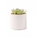 2 inch rosette succulents, small succulents for small space decor, easy to care indoor plants