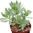 8-pack of 2" live plants for sale. Pick eight favorite plants and enjoy a variety of compact plants in 2" pots. Great for plant collections, gifting, decorating small spaces, and indoor gardening.