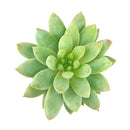 2 inch Sedeveria 'Lilac Mist', green succulents, indoor succulents, succulent care guide, buy succulents online