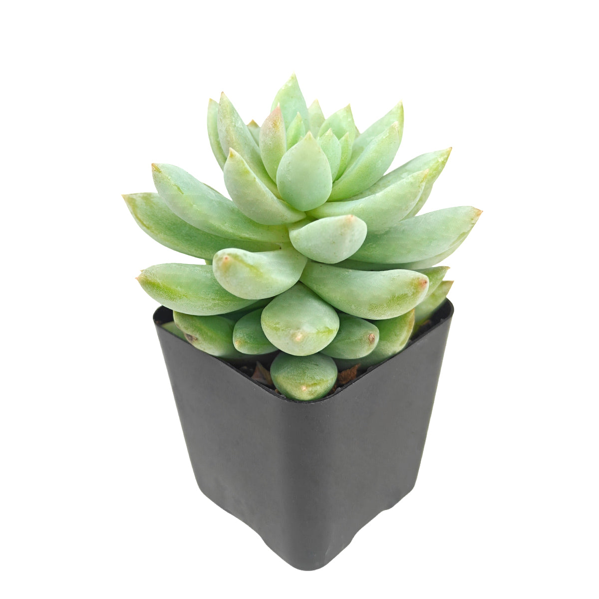 2 inch Sedeveria 'Lilac Mist', green succulents, indoor succulents, succulent care guide, buy succulents online