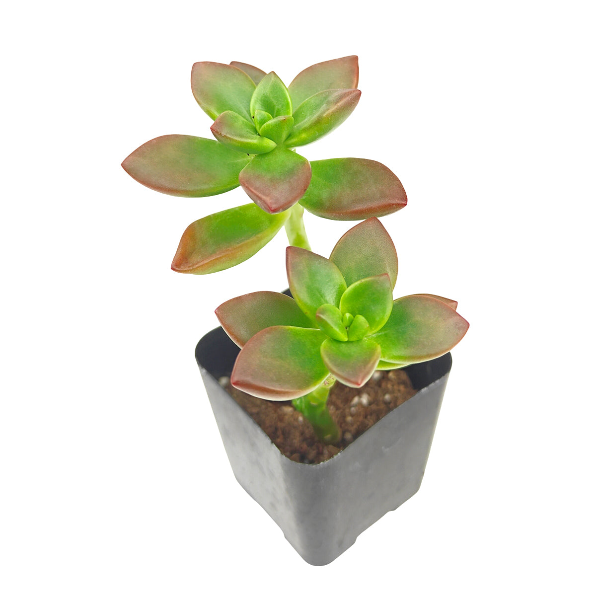 2 inch Sedeveria 'Sorrento', green succulents, indoor succulents, succulent care guide, buy succulents online
