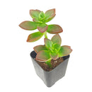2 inch Sedeveria 'Sorrento', green succulents, indoor succulents, succulent care guide, buy succulents online