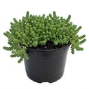 8-pack of 2" live plants for sale. Pick eight favorite plants and enjoy a variety of compact plants in 2" pots. Great for plant collections, gifting, decorating small spaces, and indoor gardening.