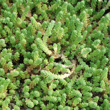 buy sedum acre 'aureum' live succulent 2 inch online, bright golden-yellow foliage that intensifies in full sun, needle-like succulent leaves densely packed on trailing stems, low-growing spreading growth habit perfect for ground cover, exceptionally drought tolerant and maintenance-free plant, ideal bright windowsill accent or hanging planter display, thoughtful succulent gift idea for collectors and beginners
