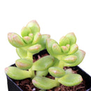 8-pack of 2" live plants for sale. Pick eight favorite plants and enjoy a variety of compact plants in 2" pots. Great for plant collections, gifting, decorating small spaces, and indoor gardening.