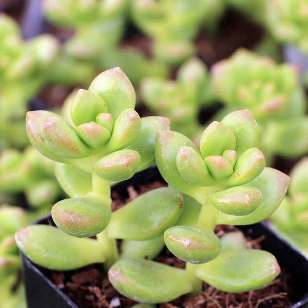 buy sedum lucidum 'obesum' live succulent 2 inch online, thick fleshy jade-green leaves with reddish margins, compact bushy growth form reaching 3 to 4 inches tall, extremely drought tolerant and minimal water needs, hardy low-maintenance succulent perfect for beginners, ideal bright windowsill accent plant, thoughtful succulent gift for plant enthusiasts