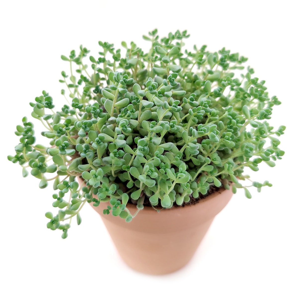 minor succulent Sedum Minor: A Unique and Easy-Care Succulent With A Touch of Elegance 2 inch / Bamboo Pot by Succulents Box
