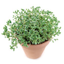 Corsican Stonecrop care, how to grow succulents, succulents shop in California, cactus, Rare succulents, monthly succulents, succulent subscription, succulent care tips, succulents garden, Corsican Stonecrop in California, How to grow Corsican Stonecrop