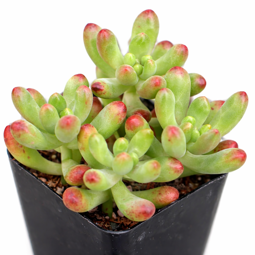 sedum salsa succulent Sedum Salsa | Easy Care Succulent