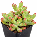 8-pack of 2" live plants for sale. Pick eight favorite plants and enjoy a variety of compact plants in 2" pots. Great for plant collections, gifting, decorating small spaces, and indoor gardening.
