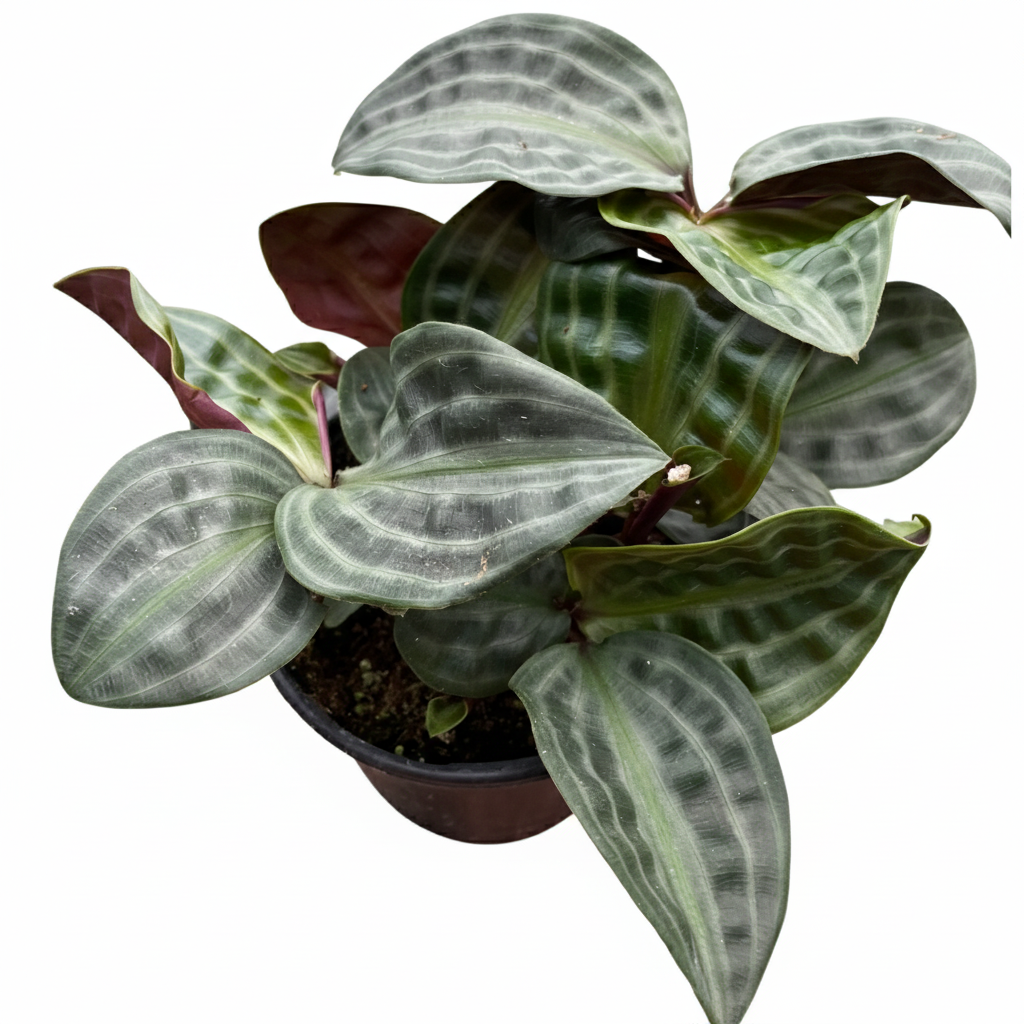 4 inch Geogenanthus Seersucker, 4 inch unique houseplants, easy to care plants, houseplants for sale