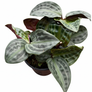 4 inch Geogenanthus Seersucker, 4 inch unique houseplants, easy to care plants, houseplants for sale