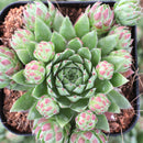 buy Sempervivum globiferum ssp. hirtum 'Hedgehog' live succulent 2 inch online, vibrant green rosette with densely packed leaves, spiky and textured appearance, drought-tolerant and hardy, ideal for rock gardens or containers, charming small-space decor, perfect succulent gift for collectors