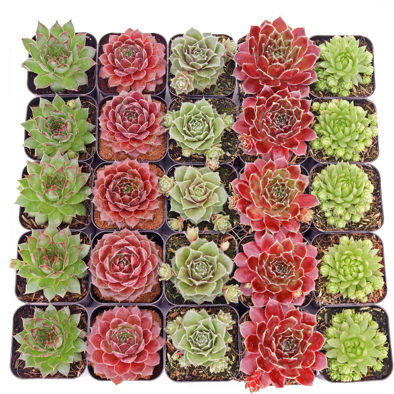 a collection of various sempervivum succulents in small pots, displaying a range of green, red, and purple rosette shapes, arranged closely together in a pack, ready for planting