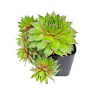 2 inch Sempervivum Colorockz 'Blushing Garnet', pink succulents, indoor succulents, succulent care guide, buy succulents online